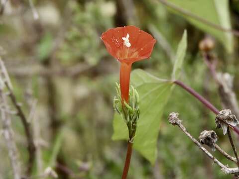 Ipomoea rubriflora O'Donell resmi