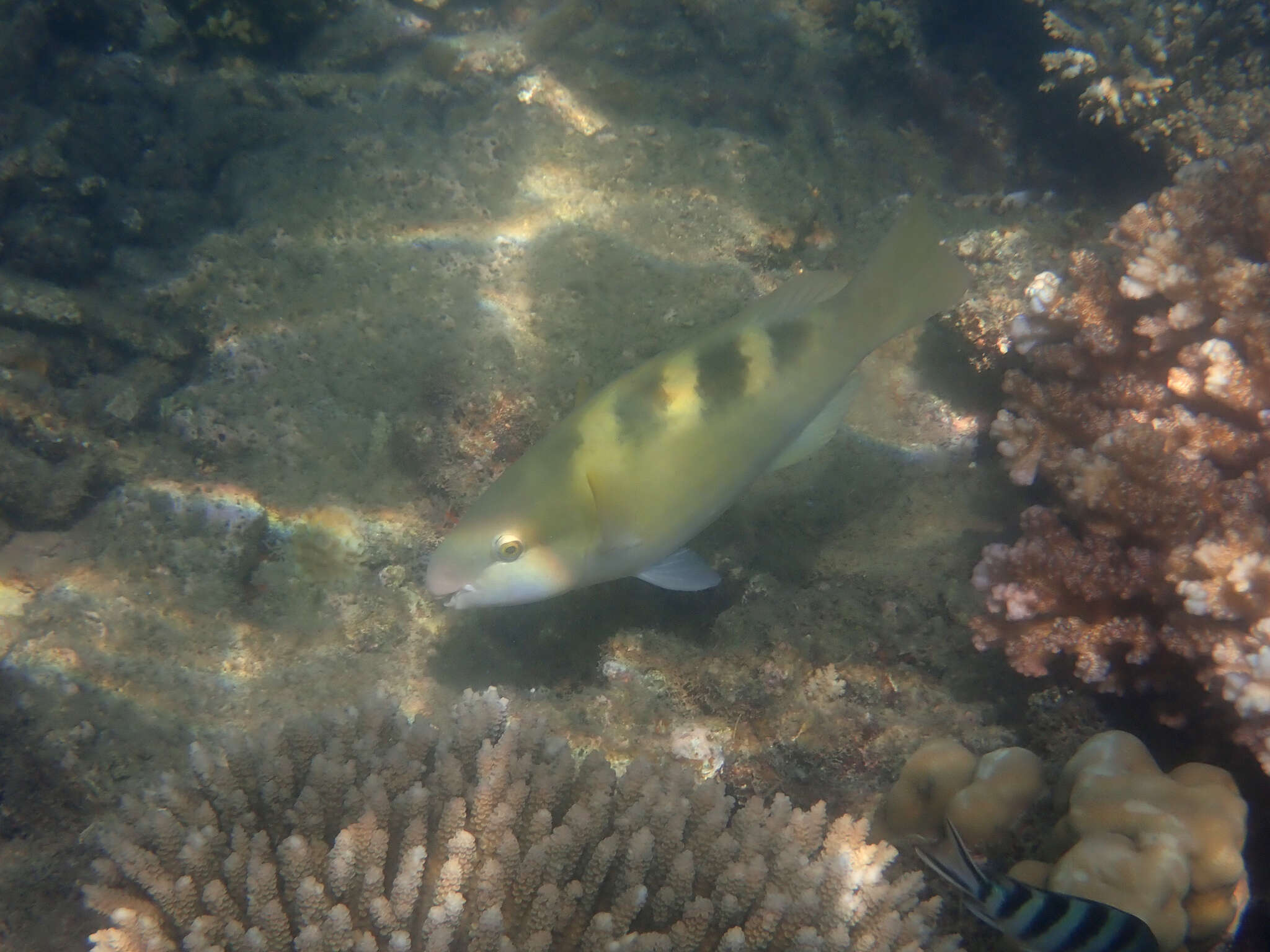 Image of Blue-bridle Parrotfish