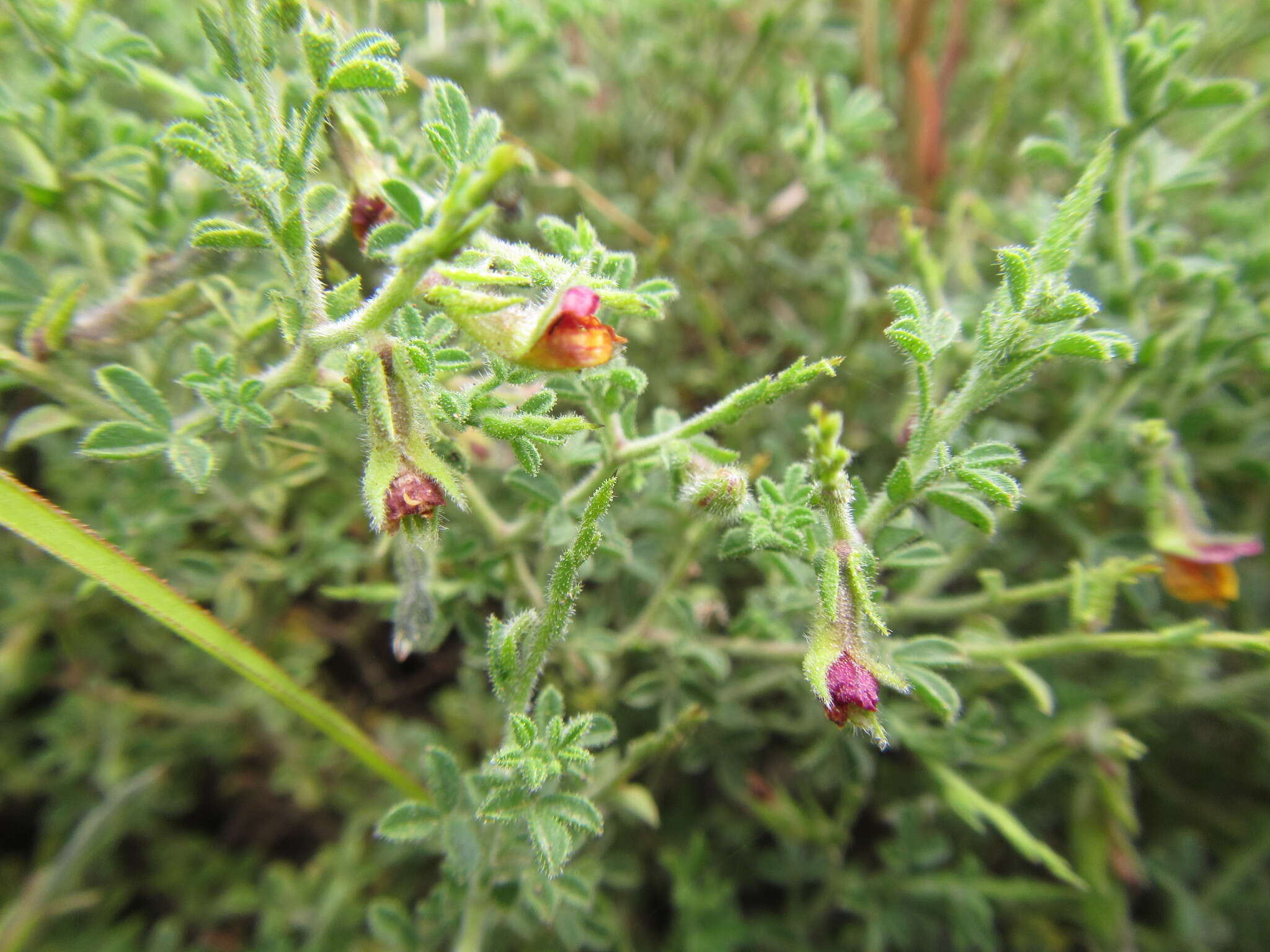 Image of Melolobium obcordatum Harv.