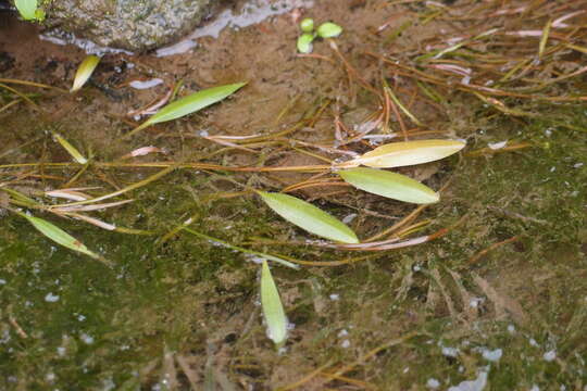 Image of Potamogeton octandrus Poir.