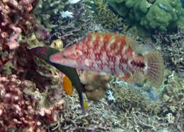 Image of Celebes wrasse