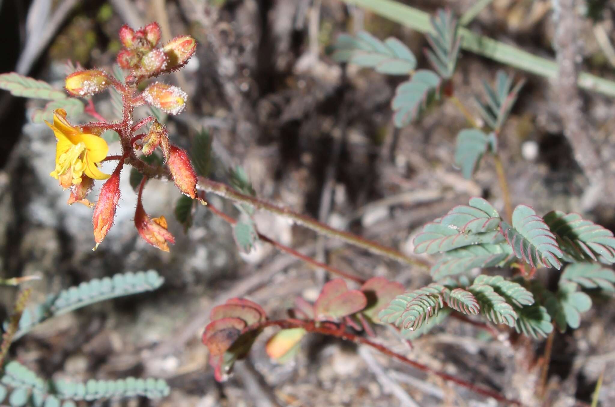 Image of Hoffmannseggia watsonii (Fisher) Rose