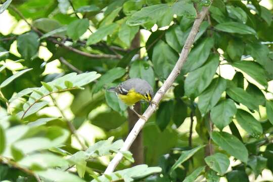 Image of Adelaide's Warbler