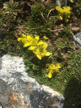 Image of Ranunculus gracilipes Hook. fil.