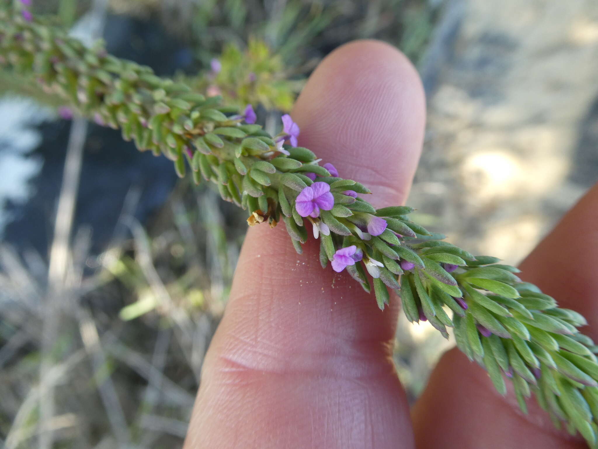 Image of Muraltia mitior (Berg.) Levyns ex Fourc.