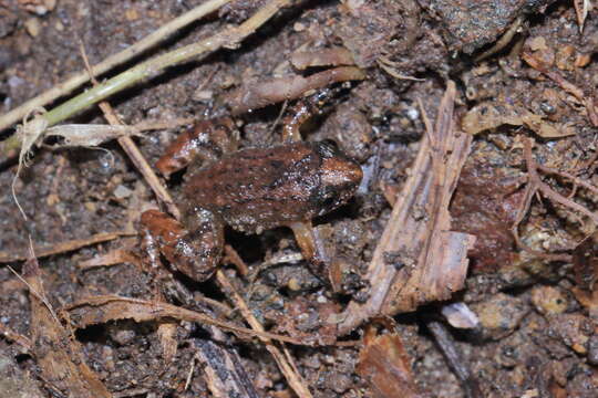 Image of miniature night frog