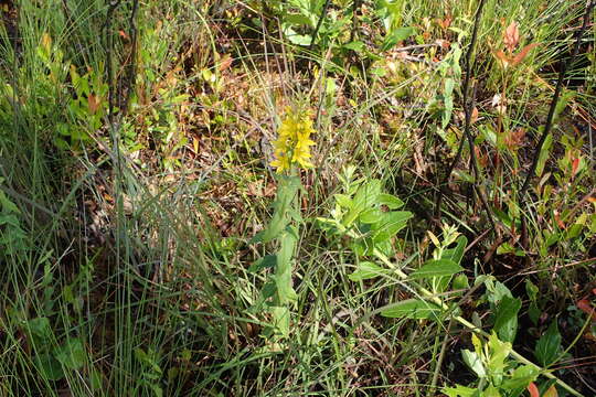 Image of roughleaf yellow loosestrife