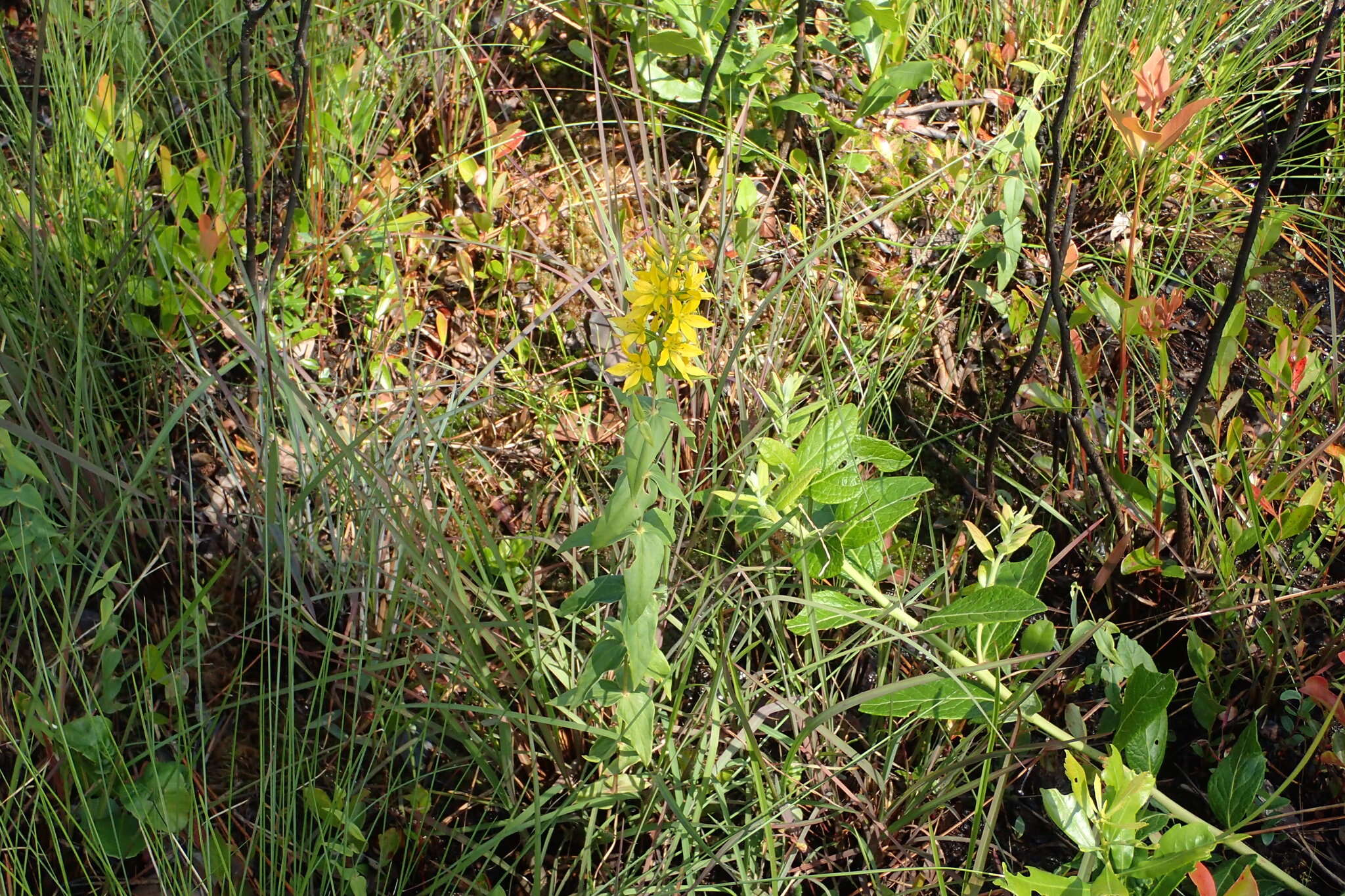 Image of roughleaf yellow loosestrife