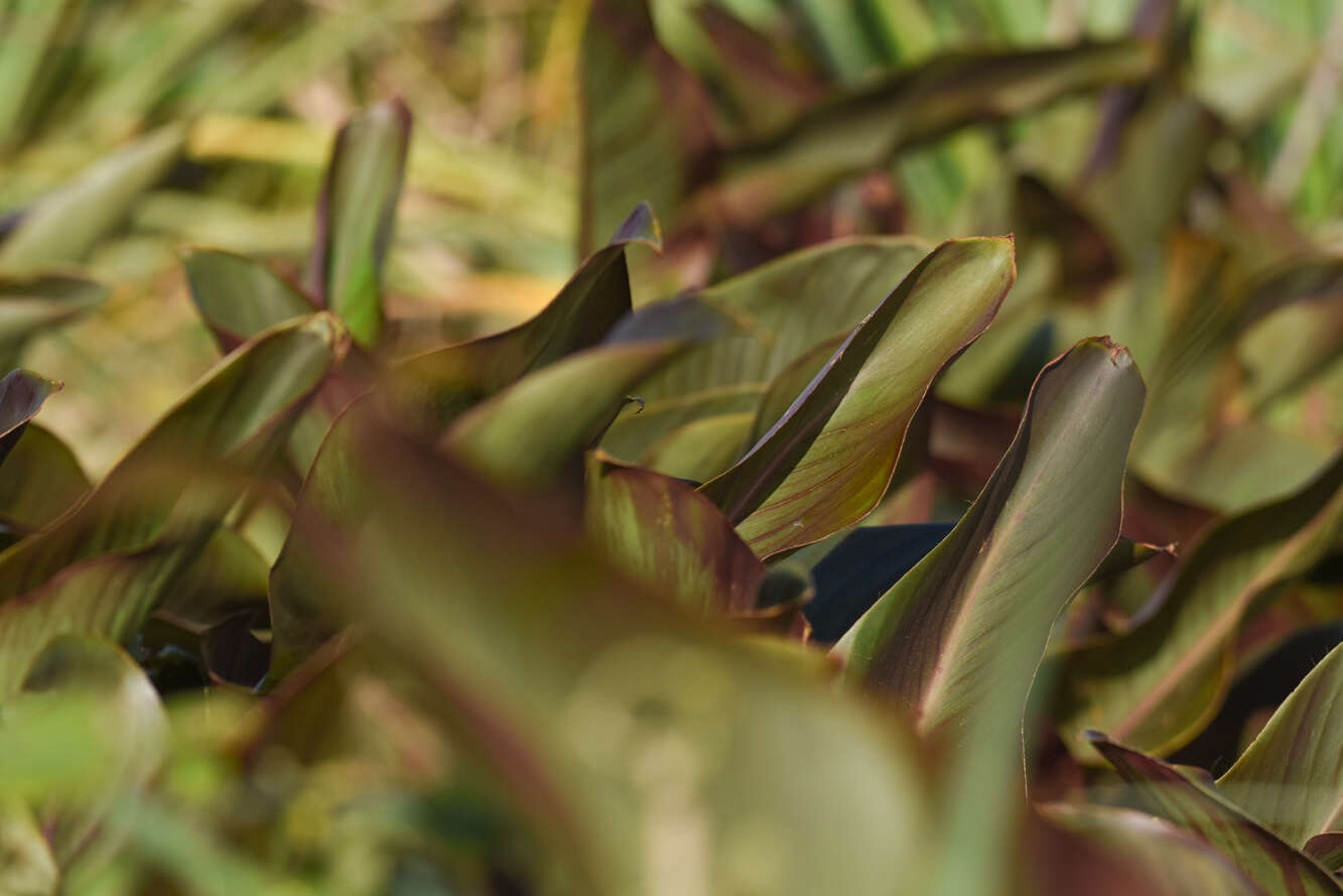 Asclepias aequicornu Fourn.的圖片