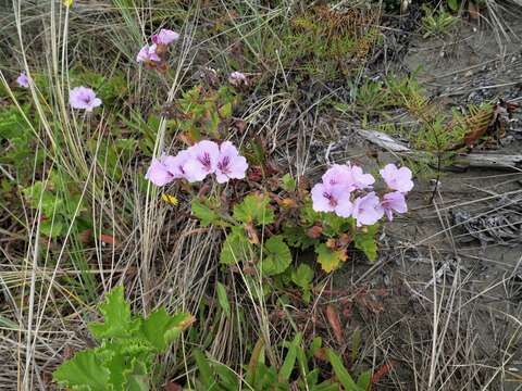 Image of regal pelargonium