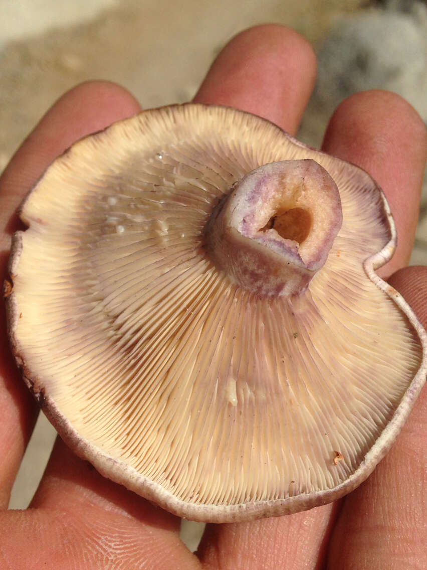 Слика од Lactarius californiensis Hesler & A. H. Sm. 1979