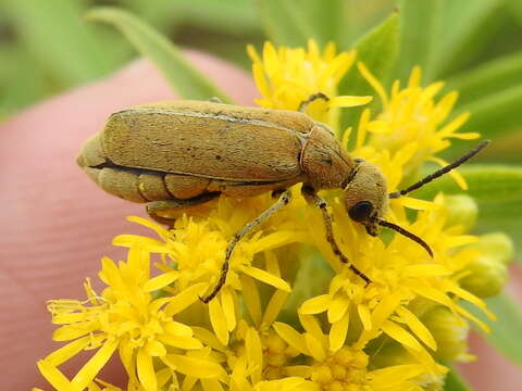 Image of Epicauta (Epicauta) callosa Le Conte 1866