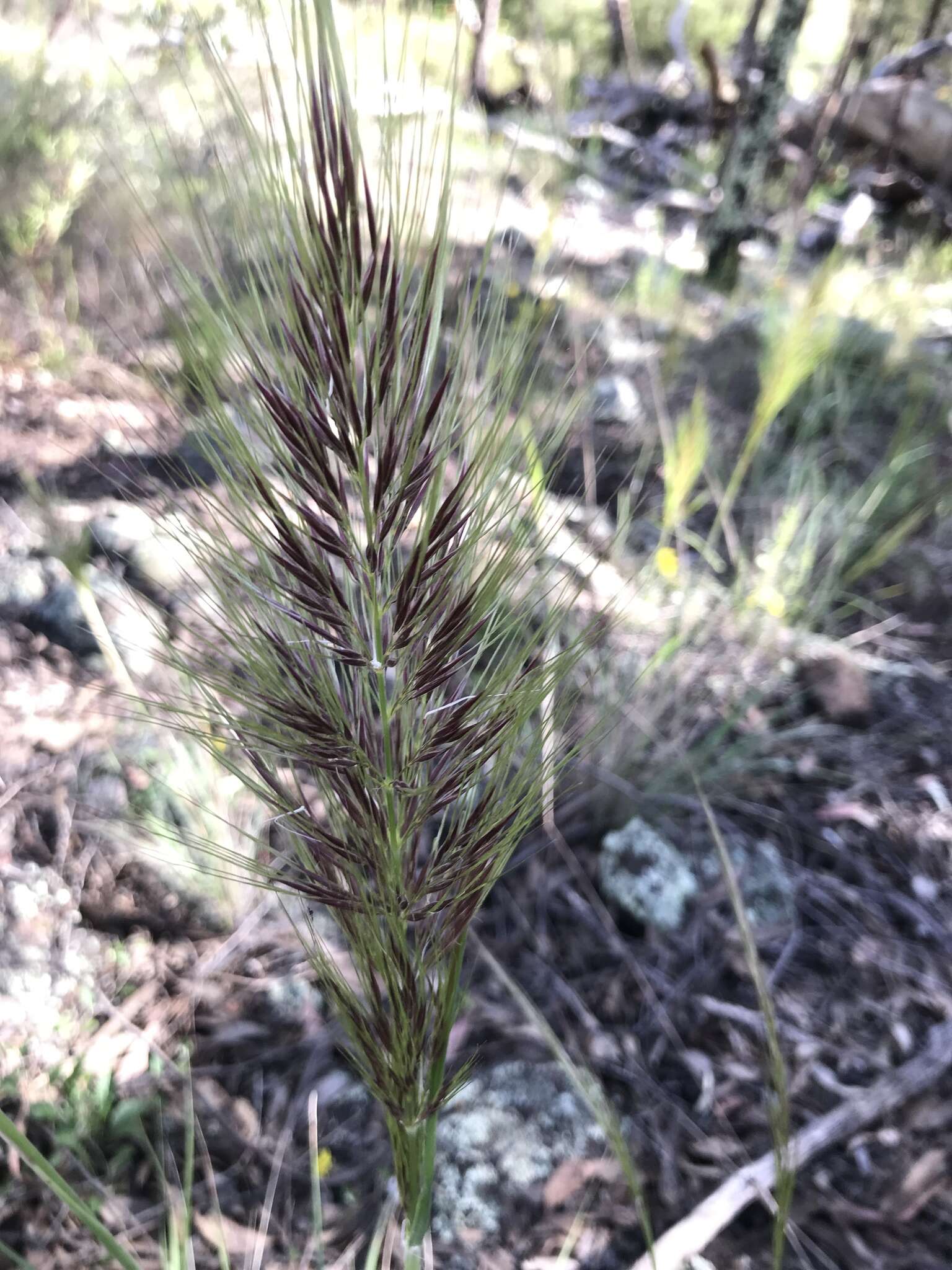 Image of Austrostipa densiflora (Hughes) S. W. L. Jacobs & J. Everett