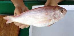 Image of Japanese threadfin-bream