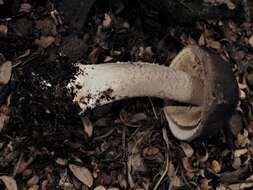 Image of Amanita nothofagi G. Stev. 1962