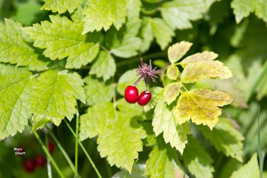 Imagem de Actaea rubra (Ait.) Willd.