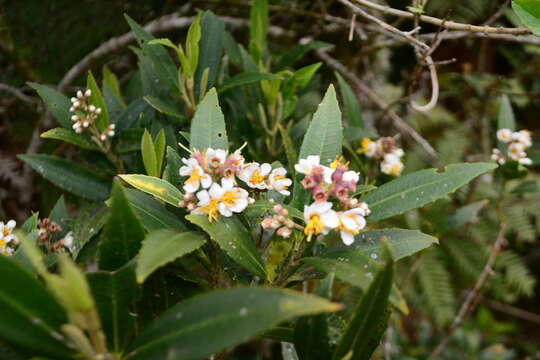 Image of Miconia ramboi Brade