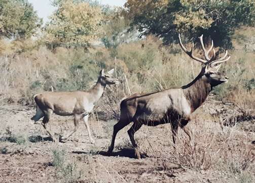 Image of <i>Cervus hanglu yarkandensis</i>