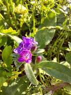 Imagem de Echium lancerottense Lems & Holzapfel