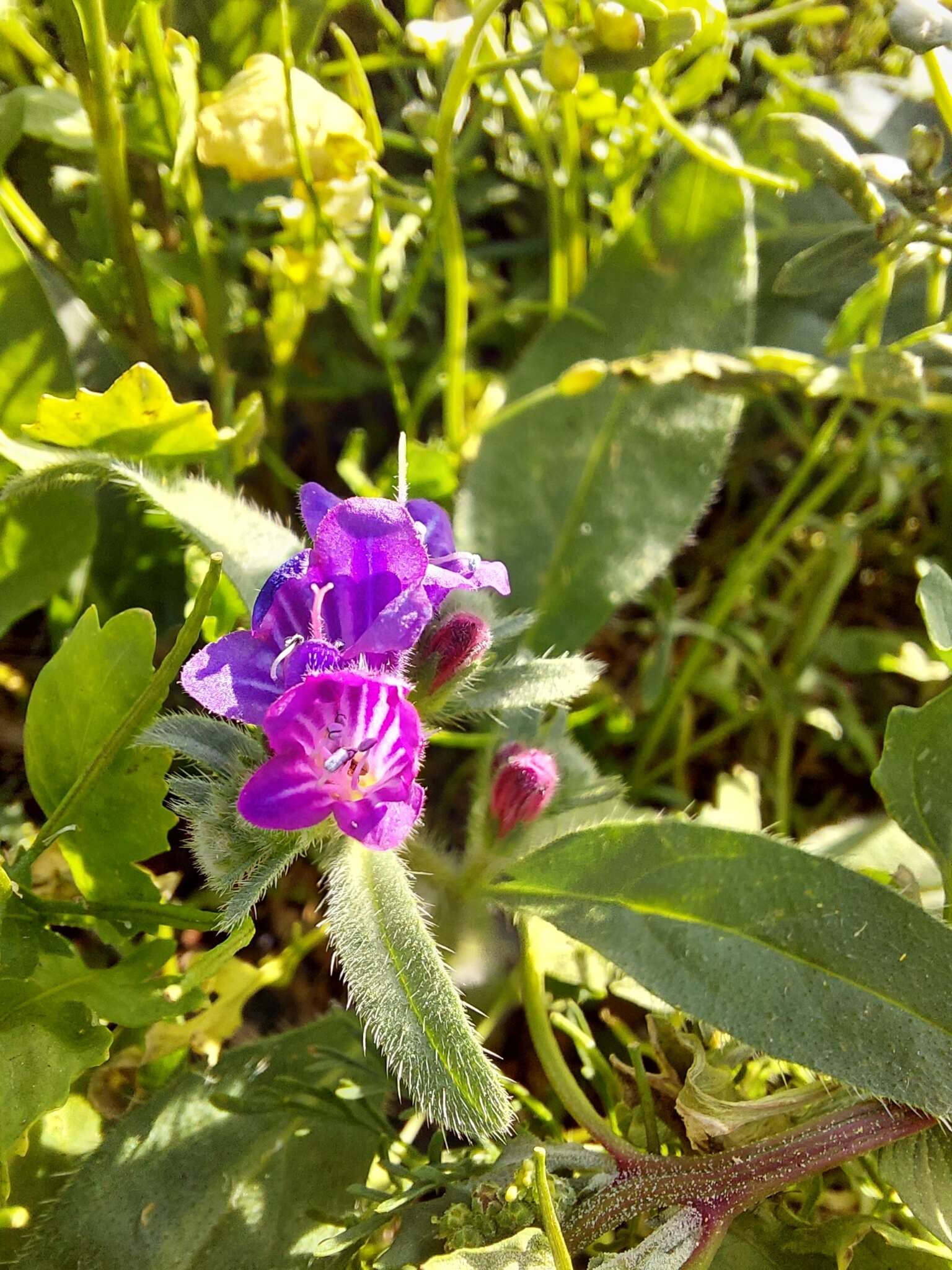 Imagem de Echium lancerottense Lems & Holzapfel