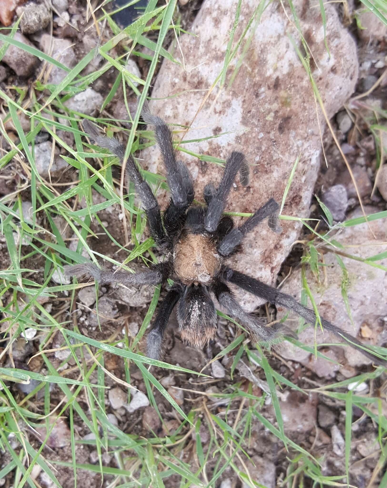 Image of Chihuahua Rose-grey Tarantula