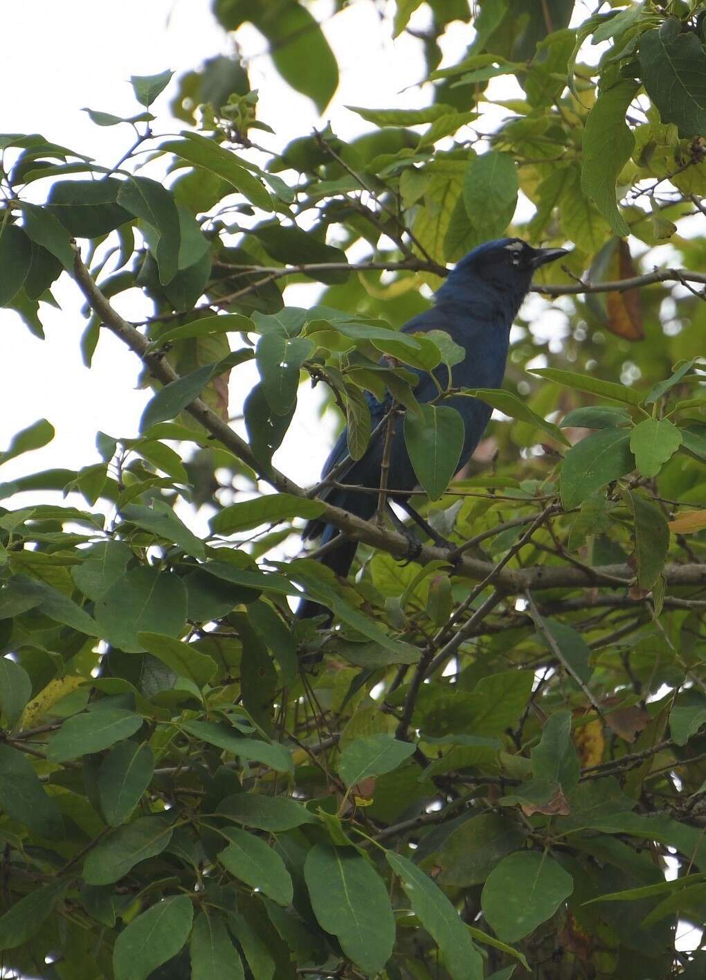 Image of <i>Cyanocitta stelleri ridgwayi</i>