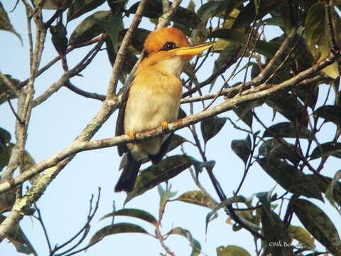 Image of Mountain Kingfisher