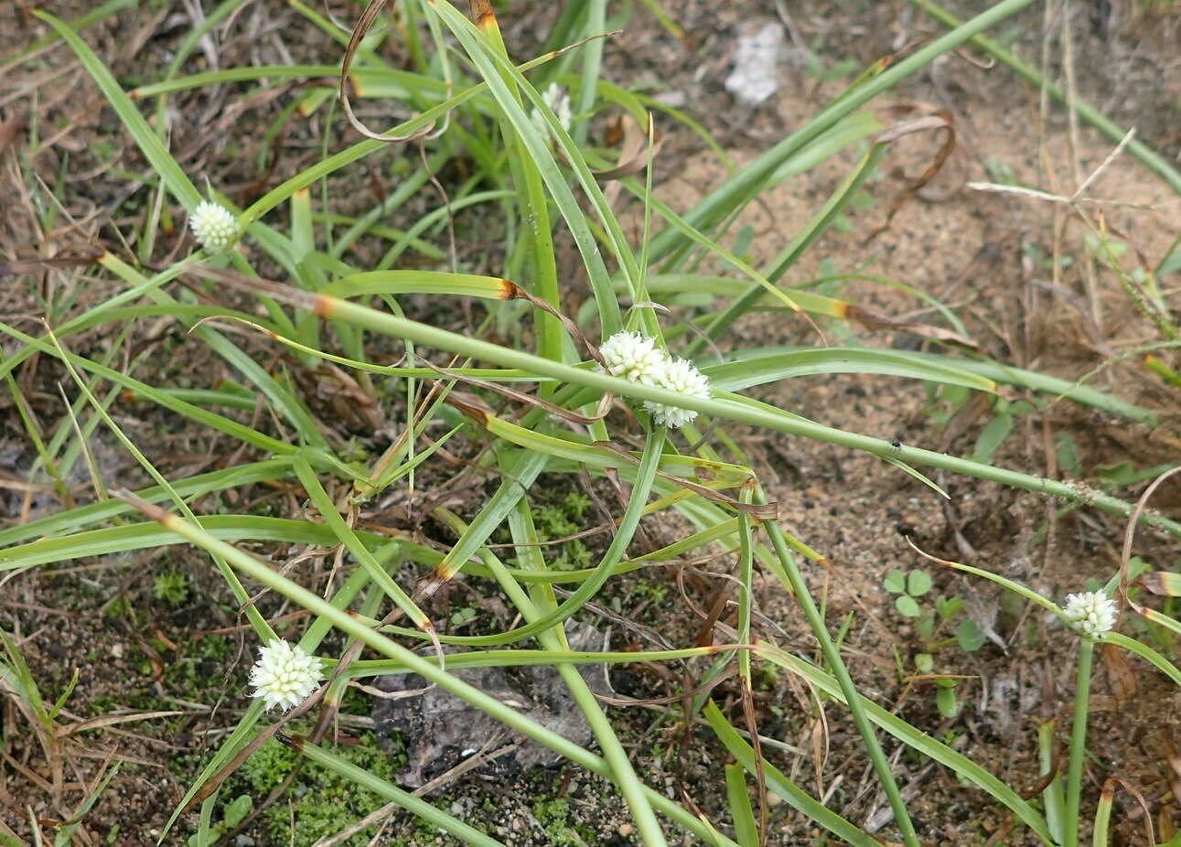 Image de Cyperus dubius Rottb.