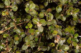 Image of Myrsine nummularia (Hook. fil.) Hook. fil.