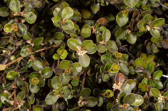 Image of Myrsine nummularia (Hook. fil.) Hook. fil.