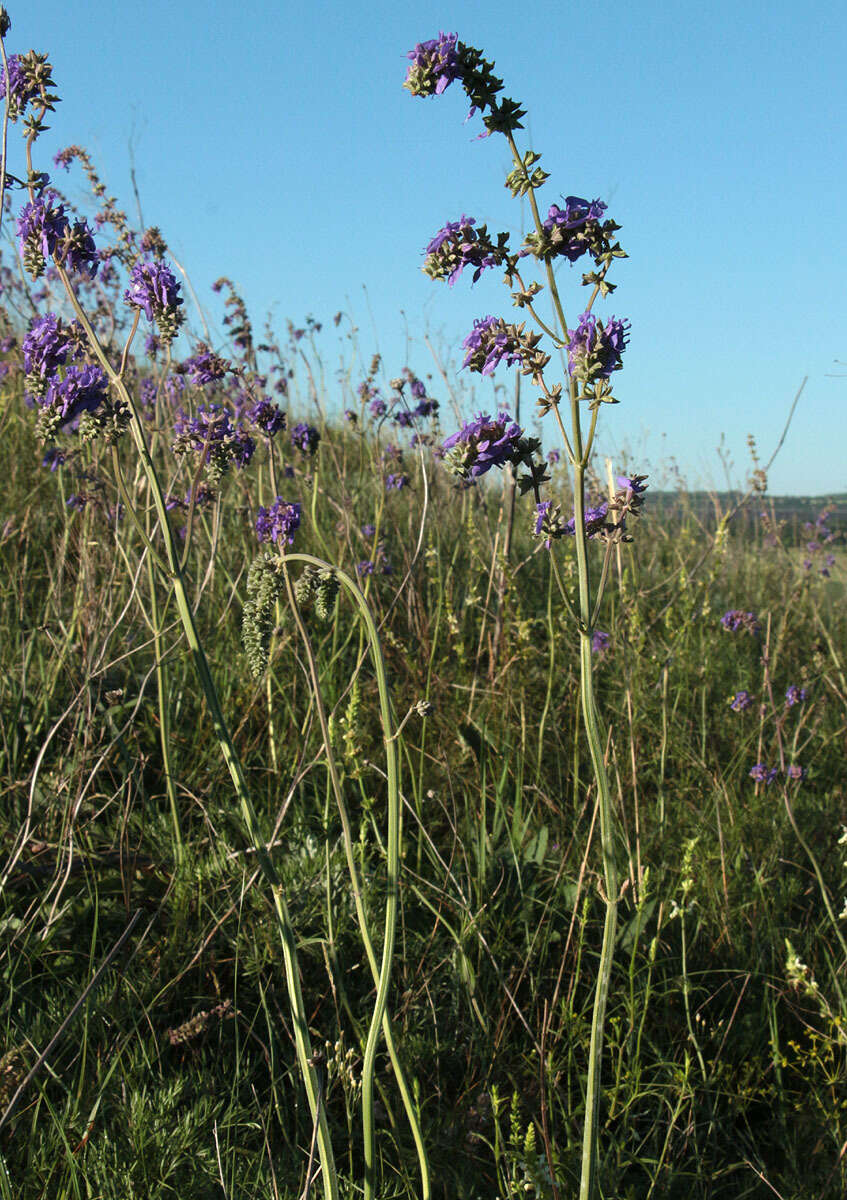 Sivun Salvia nutans L. kuva