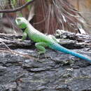 Image of Tanner's Spiny Lizard