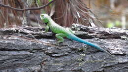 Image of Tanner's Spiny Lizard