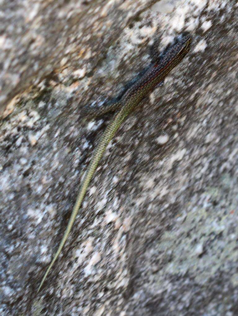 Image of Southern Rock Lizard