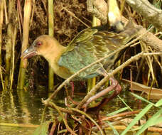 Image de Poule sultane d'Allen