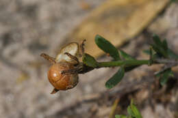 Plancia ëd Menodora integrifolia (Cham. & Schltdl.) Steud.