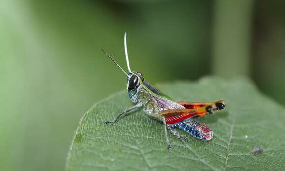 Heteracris brevipennis (Bolívar & I. 1914)的圖片