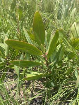 Image of Protea simplex E. Phillips