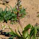 Image of Lachenalia inconspicua G. D. Duncan