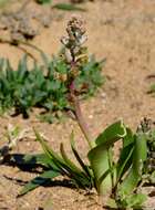 Image of Lachenalia inconspicua G. D. Duncan