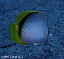 Image of Yellow-dotted butterflyfish