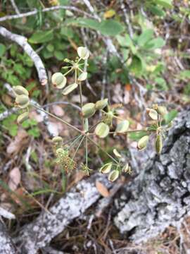 Image of Howell's biscuitroot