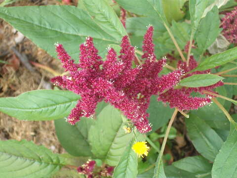 Imagem de Amaranthus cruentus L.