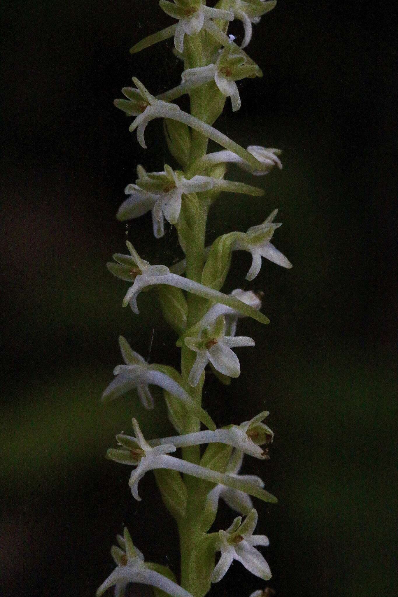 Image of Royal rein orchid