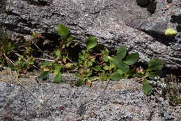 Image of Primula daonensis (Leybold) Leybold