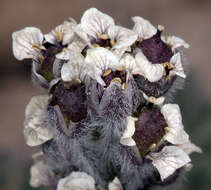 Image of alpine false candytuft