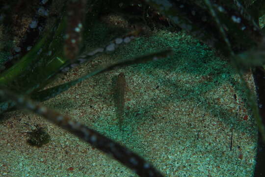 Image of Sarato's Goby