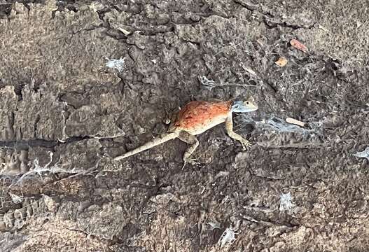 Image of Mozambique Agama