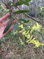 Imagem de Acacia longifolia subsp. longifolia