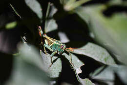 Image of Melanoplus thomasi Scudder & S. H. 1897